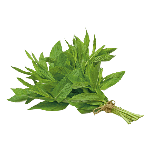 Jamoona Fresh - 1 Bunch Fresh Pudina (Mint)